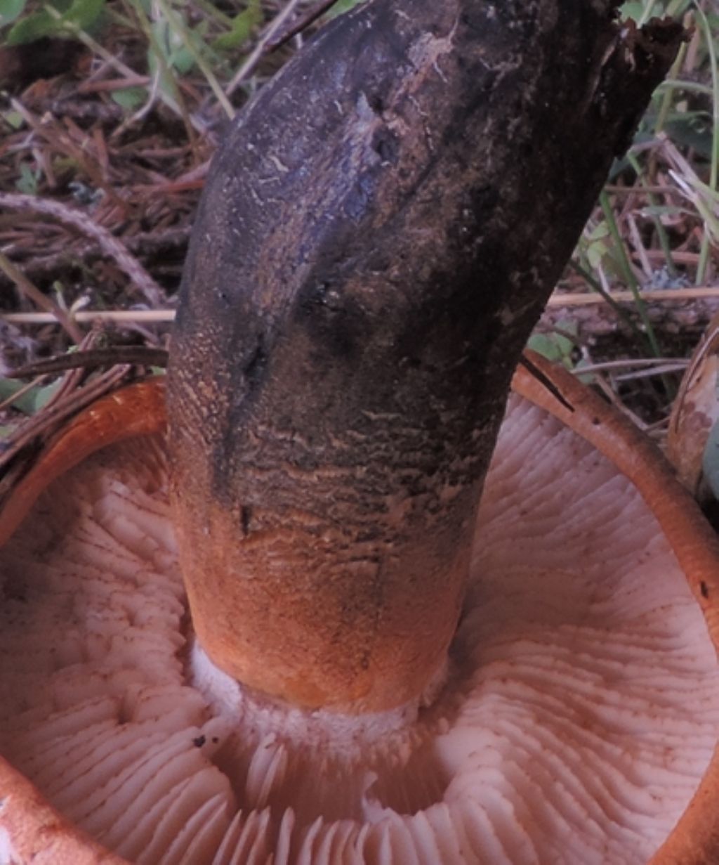 Arancione ma sporco